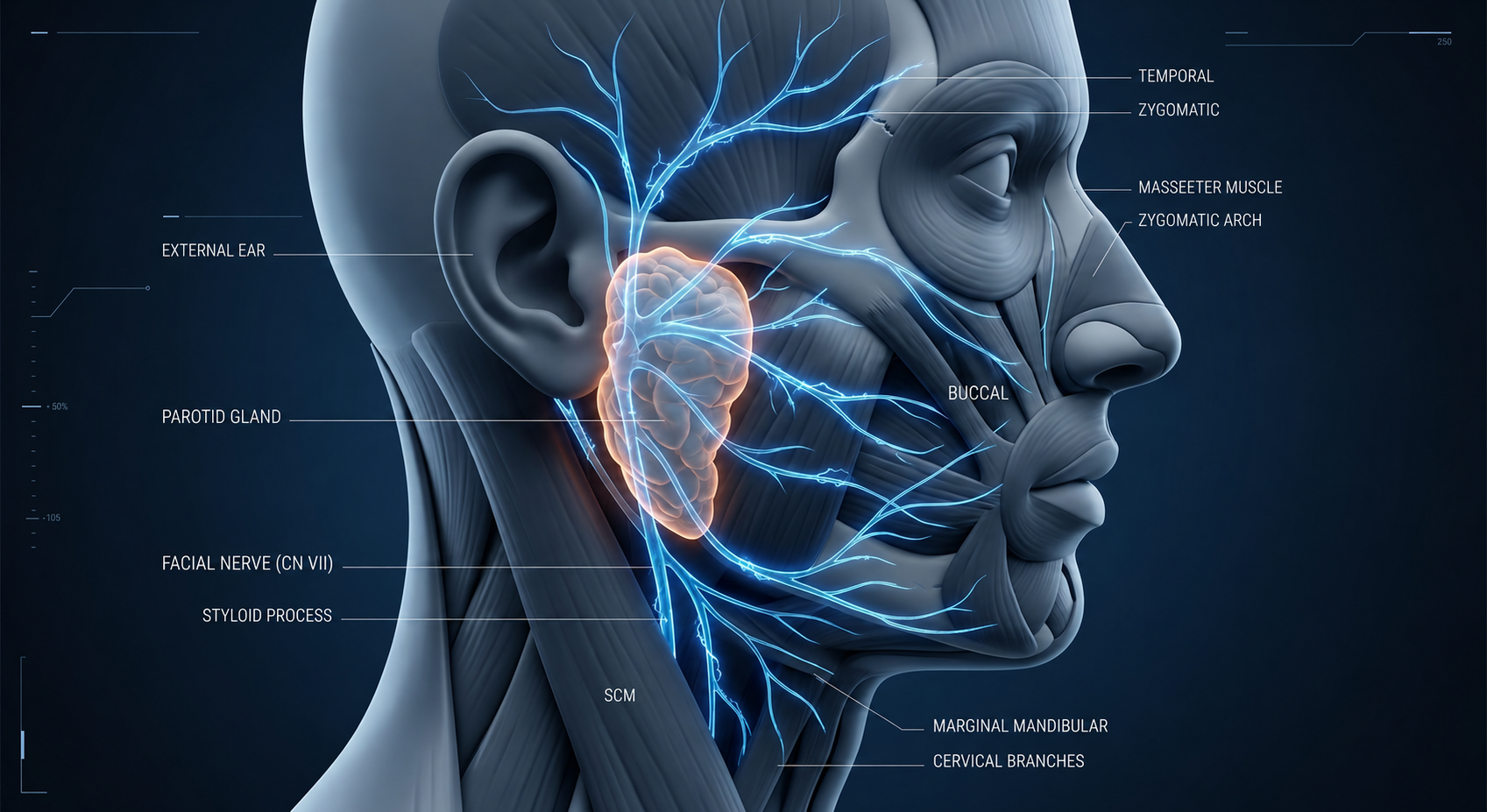 Best Parotid & Salivary Glands Surgeon Sydney